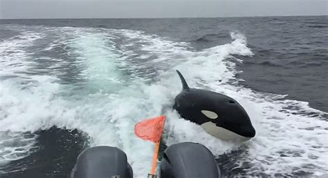Killer whales orcas attacking boats - If these killer whales continue attacking boats, it will make protecting them harder. It is possible that some will call for these orcas to be controlled, up to and including having them killed if ...